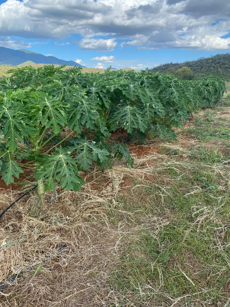 50-Acre Agricultural Haven in Ishiara, Embu – Perfect for Large-Scale Farming